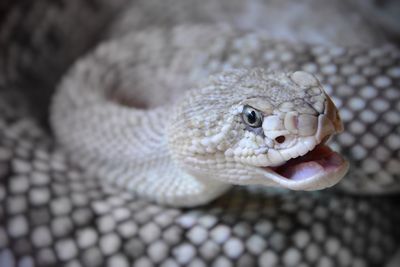 Close-up of snake