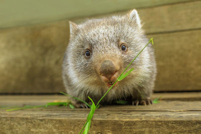 Close-up portrait of an animal