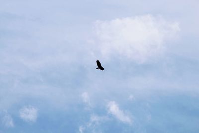 Low angle view of bird flying in sky