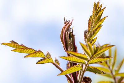 Low angle view of leaves against sky