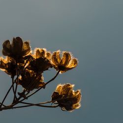 Close-up of wilted plant against white background