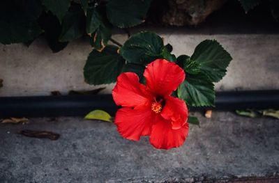 Close-up of red flower