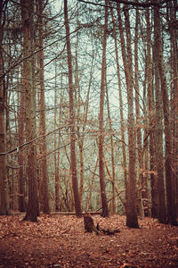 Trees in forest against sky