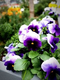 Close-up of purple flowers blooming outdoors