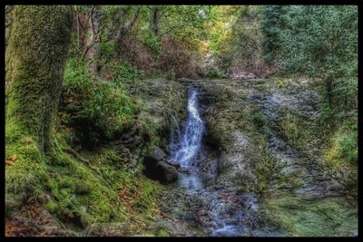 Scenic view of waterfall in forest