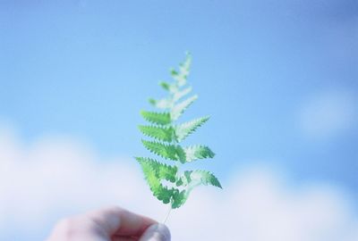 Close-up of cropped plant