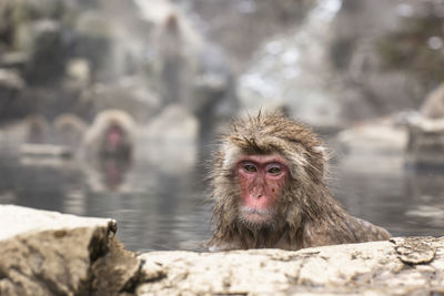 Snow monkeys bathing in japan