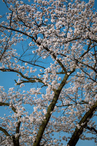 Low angle view of flower tree against sky