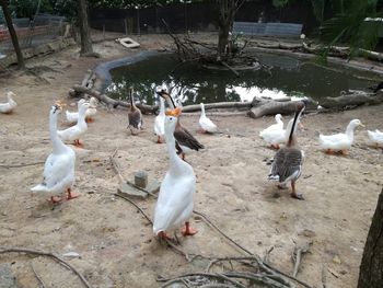 High angle view of birds on land