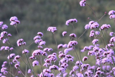 Close-up of verbena flower on field