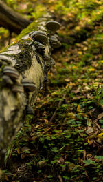 Close-up of lizard on tree trunk in forest