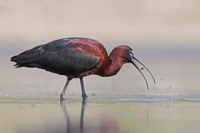 Side view of a bird in water
