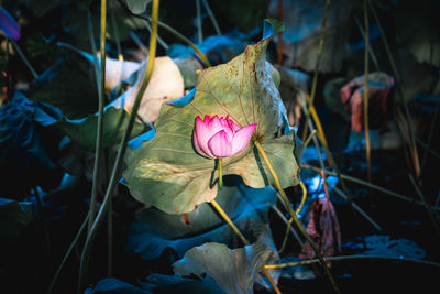 Close-up of pink flowering plant