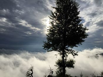 Low angle view of silhouette tree against sky