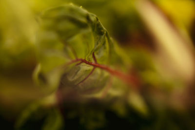 Close-up of insect on plant