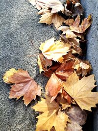 High angle view of maple leaves fallen on leaf