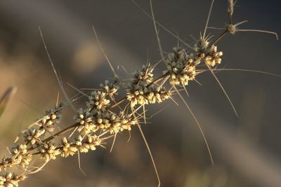 Close-up of spider web