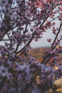 Low angle view of cherry blossom