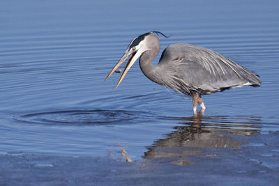 High angle view of gray heron on lake