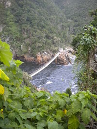 High angle view of trees and plants