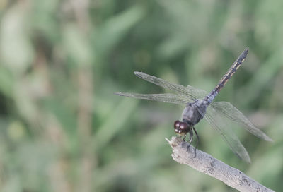 Close-up of dragonfly on plant