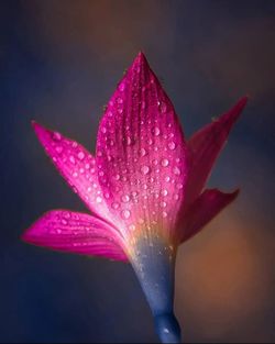 Close-up of red flower