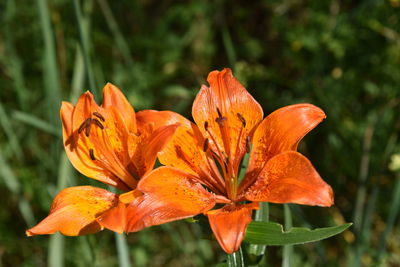 Close-up of orange day lily