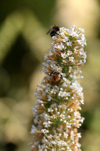 Close-up of bee pollinating on flower