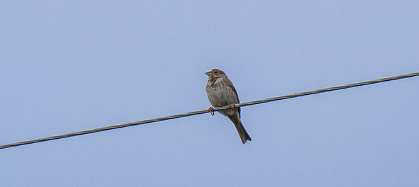 Low angle view of bird perching on tree