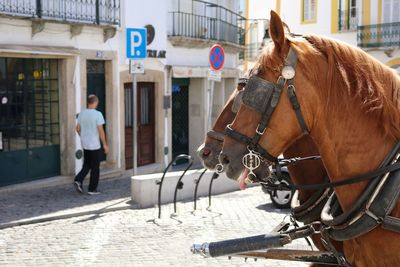 Horses on city street by man walking on sidewalk