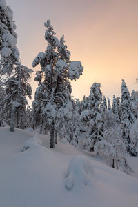 Trees on snow covered landscape against clear sky