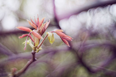 Close-up of flower