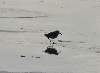 Bird flying over lake