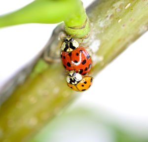 Close-up of ladybug on leaf