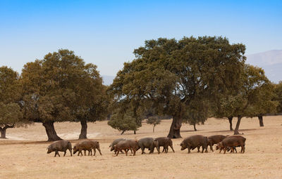 Horses in a field