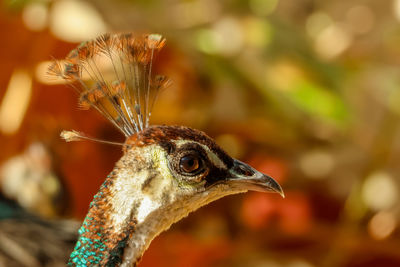 Close-up of bird