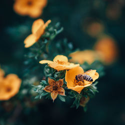 High angle view of orange flowering plant
