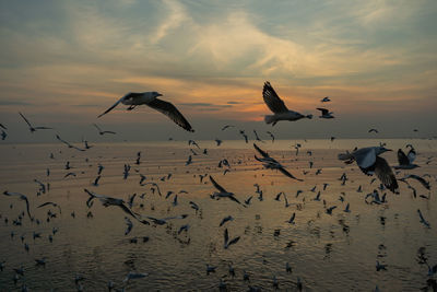 Seagulls flying over sea against sky during sunset