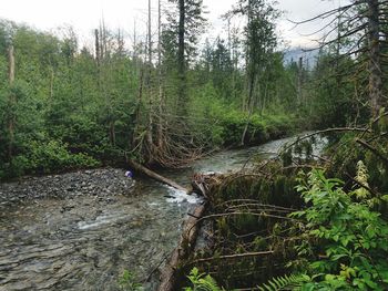 Scenic view of stream amidst trees in forest