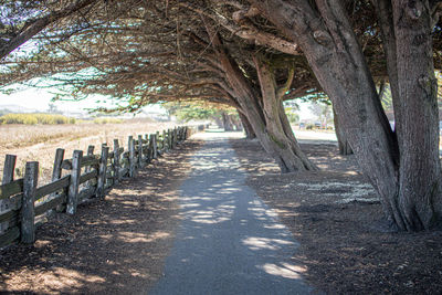 Footpath amidst trees in sunlight