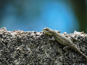 Close-up of lizard on rock