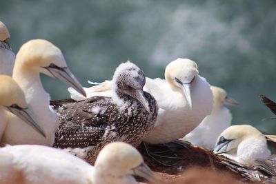 Close-up of young seagulls