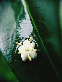 Close-up of honey bee on flower