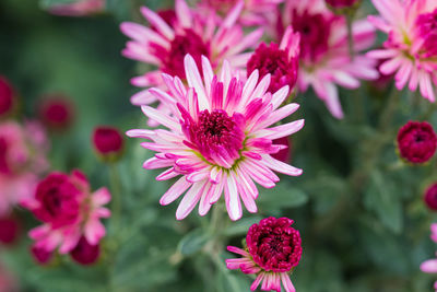 Close-up of pink flowering plant in park