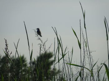 View of bird perching on grass