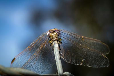 Macro-photo of a beautiful dragonfly 