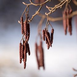 Close-up of dried hanging on plant