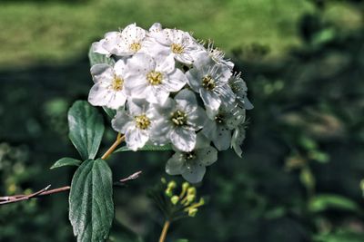 Close-up of flowers blooming outdoors