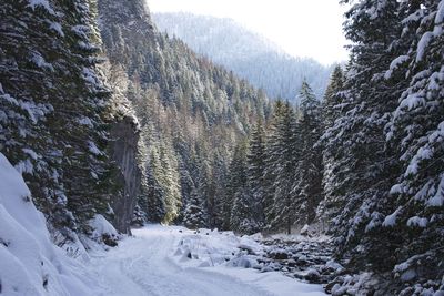 Pine trees on snow covered mountain