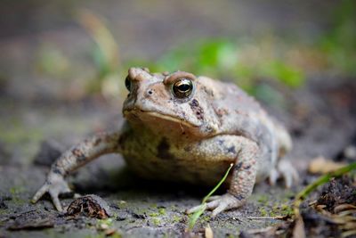 Common toad